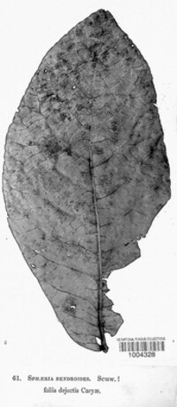 Sphaerulina myriadea image